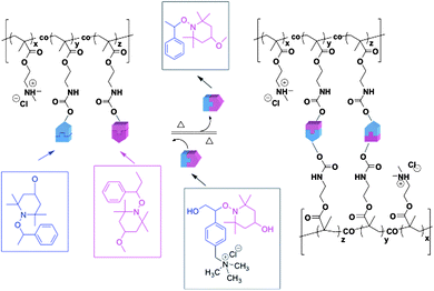 Cross-linking and de-cross-linking reactions of water-soluble dynamic covalent polymersvia radical exchange reaction of alkoxyamine units.