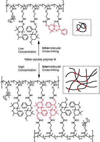 Intramolecular and intermolecular cross-linking reactions of polymer 4.