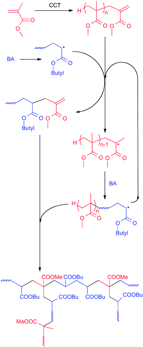 Probable mechanism of the graft copolymerization of butyl acrylate and MMA-derived macromonomer, based on the data in Table 4.