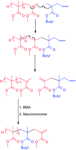 Addition–fragmentation chain transfer leading to telechelic (n = 1) and block (n > 1) copolymers in the free-radical copolymerization of butyl methacrylate and an MMA-derived macromonomer.