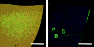 The films cast from chloroform solutions of 17 (left; Mw = 5.64 × 104, Mw/Mn = 1.34) and 18 (right; Mw = 5.77 × 104, Mw/Mn = 1.51) under crossed polarizers. Scale bars: 200 μm.15