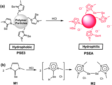 The reaction of polymer particles bearing imidazoline-2-selenone moieties (PSE3) with acid to form hydrophilic polymer particles (PSEAs) (a) and its mode reaction with 1,3-dimethylimidazoline-2-selenone (b).