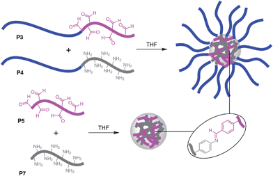 The formation of core cross-linked star polymer and nanogel nanoparticles facilitated by the cross-linking of polymer chains through the formation of imine bonds.