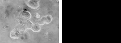 The left panel shows a phase-contrast image of a group of HEK293T cells, in the right panel, the same cells are imaged after excitation at 365 nm.