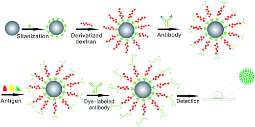 Schematic diagram of protein sandwich microarrays based on our dextran-silica system. Detailed schematic of how derivatized-dextran coated silica beads can be used to provide the detection of specific antigen using a sandwich immunoassay approach. Our model protein arrays (with goat anti-rabbit IgG) were treated with different antigen (rabbit IgG, mouse IgG and goat IgG), and then incubated with DL488 anti-rabbit IgG. Images were obtained with a Nikon Eclipse Ti inverted research microscope.