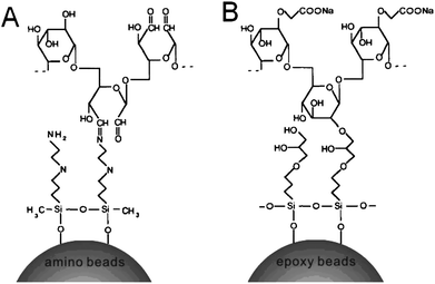 Schematic representation of derivatized-dextran coating on silanized silica beads. (A) AD coating: coupling of AD to amine-functionalized beads via a Schiff's reaction. (B) CMD coating: coupling of CMD to epoxy-functionalized beads via the epoxide ring-opening reaction.