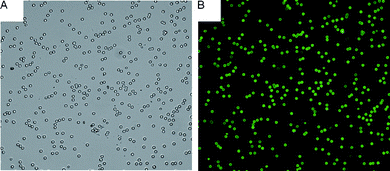 Image of immobilized DL488-anti rabbit IgG on 10% CMDT500-coated beads. (A) Optical image (using a 20× objective). (B) Fluorescence image (using a 20× objective).