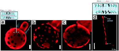 Z-Sectioning confocal microscopy images of (a) Ca2+-induced patchy particles during the micropipette aspiration of continuous PEO-b-PBD phase; (b) Ca2+-induced patchy particles during the micropipette aspiration of continuous Ca2+-bond PAA-PB phase. (c) Cu2+-induced patchy particles and (d) Ca2+-induced striped worm-like cylinder micelle. Scale bar: (a–c) 2 μm (d) 4 μm.