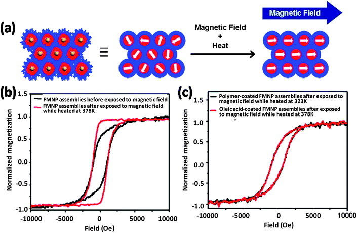 (a) A schematic representation of the magnetic alignment process for the assembly of CoFe2O4 FMNPs modified with PAA33-b-PS340. (b) The hysteresis loops (measured by VSM, 298 K) of the FMNP–polymer composite before (black line) and after (red line) magnetic alignment at 378 K. (c) Control experiments showing the hysteresis curves (measured by VSM, 298 K) of the FMNP–polymer composite heated to 323 K while exposed to a magnetic field (black line), and the oleic acid-coated CoFe2O4 FMNPs exposed to a magnetic field and heated at 378 K. A 2800 G magnetic field was applied during alignment.