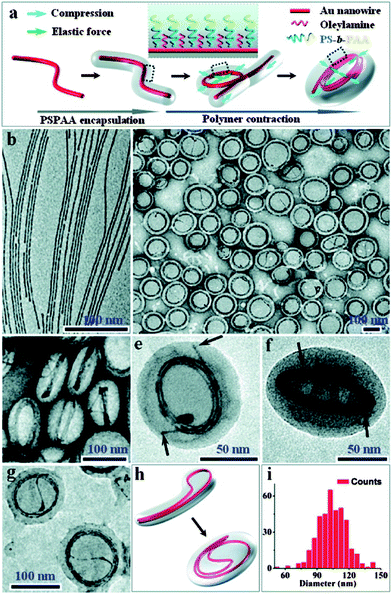 (a) Schematics showing the polymer-induced coiling of Au NWs. TEM images of (b) as-synthesized oleylamine-stabilized Au NWs; (c and d) coiled nanosprings embedded in micelles; (e and f) two typical Au nanosprings from different perspectives, with arrows indicating their ends; (g and h) TEM image and schematic illustration of a typical Au nanospring that did not coil along its first loop but via a new loop formed by the folded double-wire; (i) diameter distribution of the Au nanosprings.