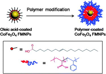 Schematic representation of PAA-b-PS diblock copolymer modification of 18 nm oleic acid-coated CoFe2O4 FMNPs.