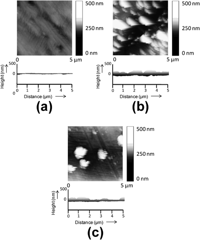 
            AFM height image and transversal section profile of the substrates used in this work for electrochemical polymerization: (a) untreated-, (b) C8SH- and (c) C12SH-steel.