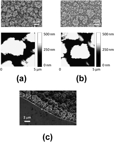 
            SEM (top) and AFM height (bottom) images of micrometric PEDOT films deposited on (a) untreated- and (b) C8SH-steel substrates. (c) SEM image showing the thickness of the micrometric PEDOT film deposited on C8SH-steel. Films were prepared considering a polymerization time of 300 s (thickness: 2.25–2.35 μm) and the modified substrate was obtained by immersing the steel electrode into 50 mL of octanethiol by τ = 24 h.