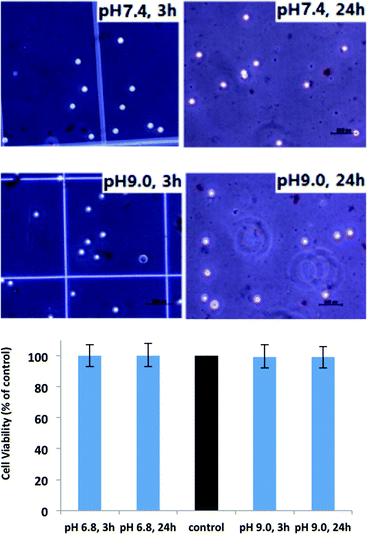 
            THP-1
            Cell viability of the membrane casted from PS43k-b-P4VP59k incubated in medium with different pH values for 3h and 24 h.