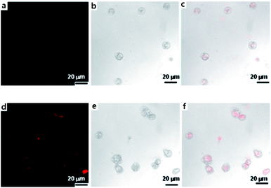 Confocal images of THP-1 cells after incubating (medium with pH 9.0) with Dox-loaded membrane (PS43k-b-P4VP59k). (a–c) CLSM of Dox fluorescence, DIC and merged images of Dox fluorescence and DIC in THP-1 cells treated with membrane for 3 h, (d–f) for 5 h. Scale bar is 20 μm in all images.