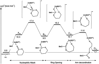 Calculated free-energy profile of the ROP initiation of TMC mediated by [(BDIiPr)Zn(OMe)].