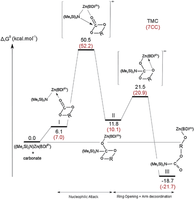 Calculated free-energy profiles of the initiation step in the ROP of TMC (R = (CH2)3) and 7CC (R = (CH2)4) mediated by [(BDIiPr)Zn(N(SiMe3)2)]; all energy values are reported in kcal mol−1.