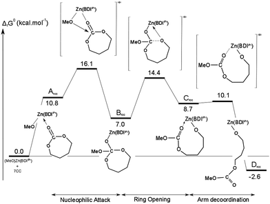 Calculated free-energy profile of the initiation step of the ROP of 7CC mediated by [(BDIiPr)Zn(OMe)].