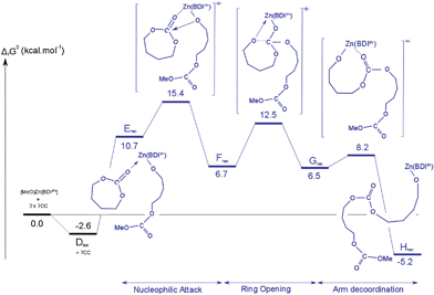 Calculated free-energy profile of the first propagation step of the ROP of 7CC mediated by [(BDIiPr)Zn(OMe)].