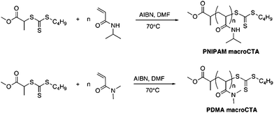 
            RAFT polymerizations of NIPAM and DMA using AIBN as initiator and MBTTCP as RAFT agent in solution at 70 °C.