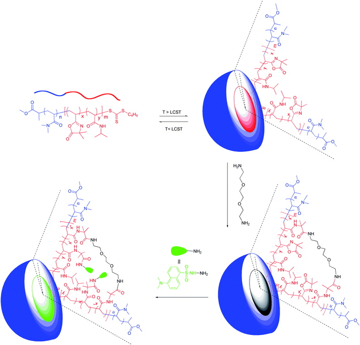 Successive reactions of the azlactone groups with 2,2′-ethylenedioxy-bis(ethylamine) and dansylhydrazine.