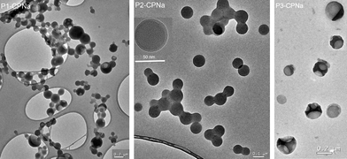 
          TEM images of, from right to left, P1-CPNa, P2-CPNa and P3-CPNa synthesized by the Cu(I)-catalyzed click reaction.