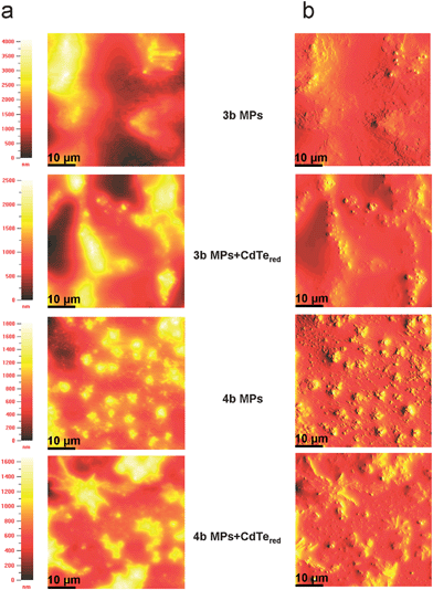 
          AFM images of the copolymer microparticles 3,4b and the copolymer-CdTered composites prepared from water dispersions via the precipitation-sonication method. (a) False color representation of the raw height data acquired in the tapping mode. (b) Contour plot calculated from the raw data with slope shading. The films were prepared by drop casting copolymer microparticles (10−2 mol L−1) and microparticulate copolymer-CdTered composites (10−2 mol L−1 and 10−3 mol L−1) from water on glass substrates. The AFM images have a scale of 50 × 50 μm.