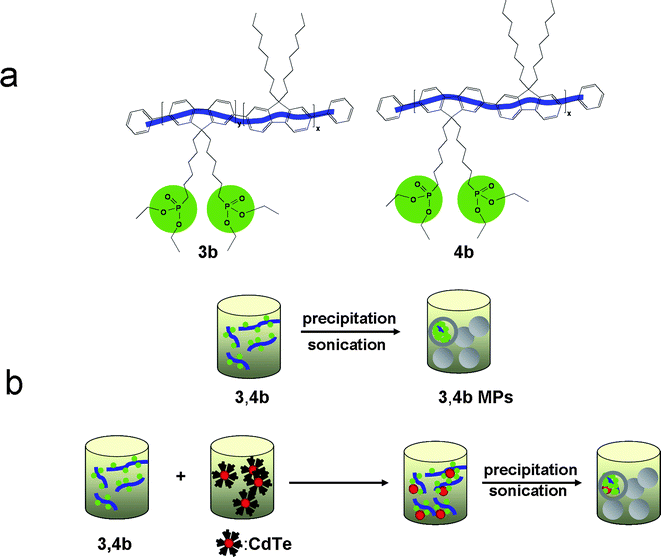 Schematic representation of the formation of the polymer microparticles 3,4b (a) and their composites with CdTe nanocrystals (b) via the precipitation-sonication method.