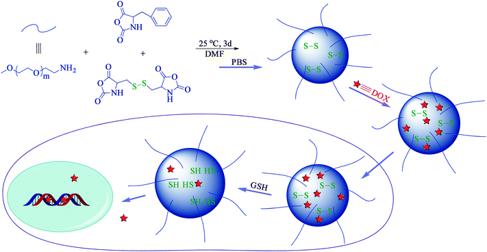 Schematic illustration of preparation, and drug loading and intracellular release of PEG-poly(amino acid)s NGs.