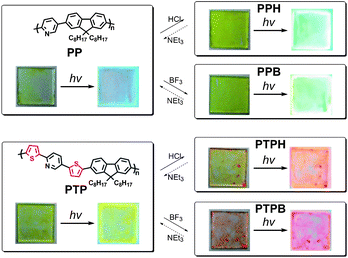 Reversible color change of polymer films, PP (top) and PTP (bottom). hv (365 nm).