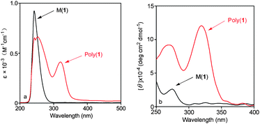 (a) UV-vis absorption and (b) CD spectra of monomer 1 and poly(1) (c = 0.1 mM, CHCl3, room temperature).