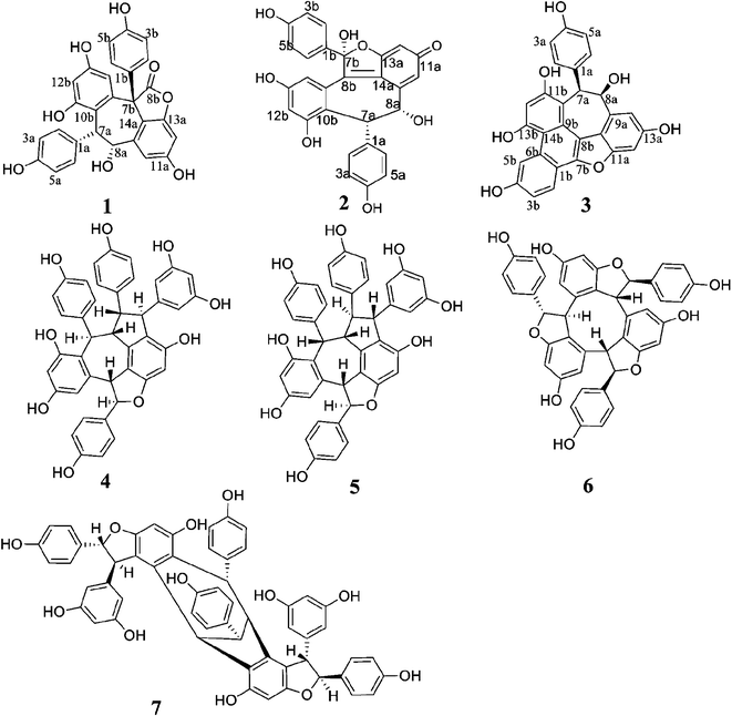 Structures of oligostilbenes isolated from Vatica mangachapoi.