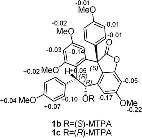 
          ΔδS-R values (ppm) of MTPA-esters 1b and 1c.