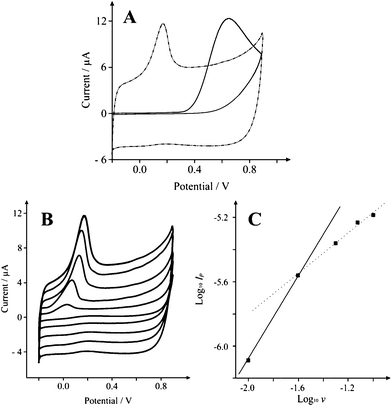 Typical cyclic voltammetric responses resulting from the electrochemical oxidation of 200 μM NADH in pH 7 at A: SCNR whiskers (75 μg) modified SPE (dot-dash) and a basal plane-like electrode (solid line) recorded at a scan rate of 0.1 Vs−1, B: SCNR whiskers (75 μg) modified SPE recorded over the scan rate range of 0.01 to 0.1 Vs−1. Part C depicts analysis of A in the form of Log10Ipvs. Log10ν.