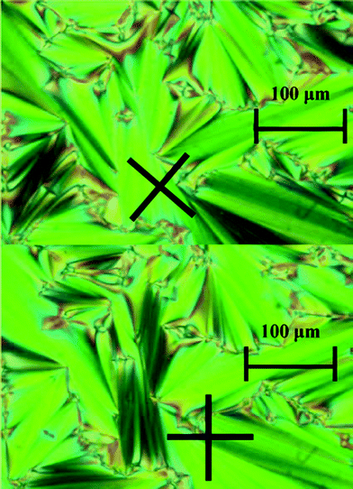 Typical fan shape domains of a “smectic A-like” (or neat) phase. Black crosses shows the orientation of the crossed polars. Pictures taken on a sample of x(LiC4) = 0.199 (eutectic mixture), at 430 K.