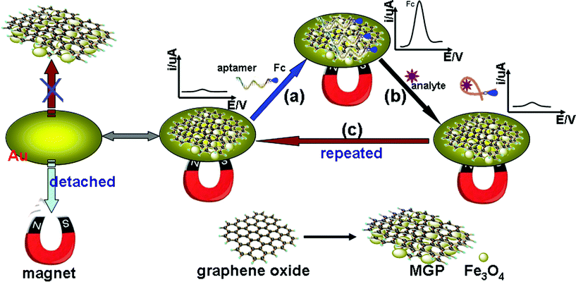 Schematic illustration of magneto-controlled graphene sensing platform for aptamer-based electronic detection of small molecules.