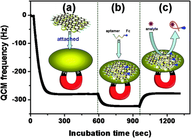 
          QCM responses of the magneto-controlled sensing platform on the gold substrate: (a) MGP attachment, (b) Fc-P0 binding and (c) target-induced release of aptamer.