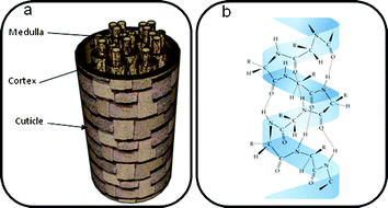 (a) The main components of hair and (b) α-keratin structure