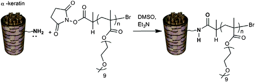 NHS–polymer conjugation to α-keratin.