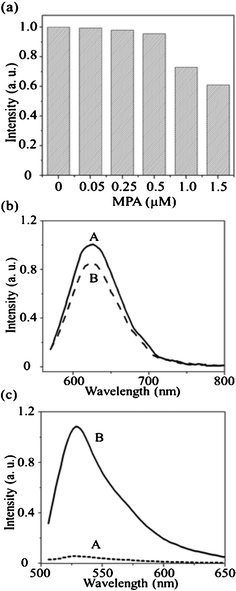 (a) Fluorescence intensities of the DNATAr2–Ag NCs (0.01×) in the presence of MPA (0, 0.05, 0.25, 0.5, 1.0, or 1.5 μM). Buffer: 20 mM phosphate (pH 7.0); incubation time: 30 min. (b, c) Fluorescence intensities of the (b) DNATAr2–Ag NCs (0.01×) and (c) MB (500 nM) in the (A) absence and (B) presence of DNase I (5.0 μg mL−1). Buffer: 5 mM phosphate buffer (pH 7.0) containing 10 mM NaCl and 5 mM Mg(NO3)2. Incubation time: 60 min.