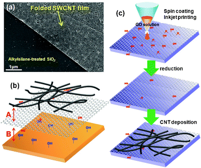 (a) Detached and folded SWCNT film on alkylsilane-treated SiO2 surface. (b) The role of GO at the interface between hydrophilic surfaces and SWCNTs. (c) Schematic representation of the graphene-templated deposition of SWCNTs on hydrophilic surfaces.