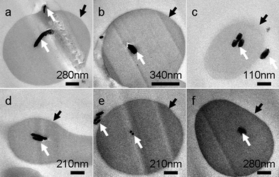 Ultra-thin section TEM images of product mainly composed of microrings. The product was obtained after reaction for 48 h at 210 °C, the Cu sources (0.028 g CuCl2 and 0.058 g CuBr) were reduced by PVA solution (1.5 wt%, pH 9.5) in the presence of 0.02 g NaBr. White arrows in TEM images indicate the cross-sections of copper nanowires and black arrows point to the cross-sections of cross-linked PVA coating.