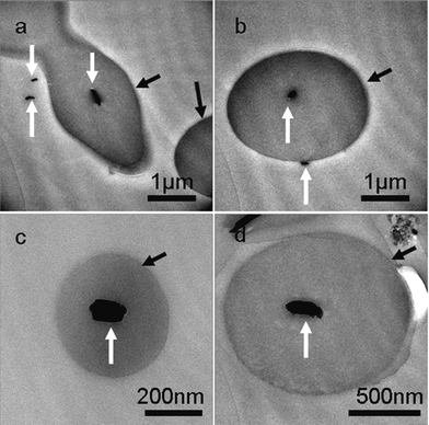 Ultra-thin section TEM images of the product mainly composed of necklace-like microcables. The product was obtained after reaction for 48h at 210 °C, the Cu sources (0.028 g CuCl2 and 0.058 g CuBr) were reduced by PVA solution (1.5 wt%, pH 9.5) in the absence of NaBr. White arrows in TEM images pointed to the cross-sections of copper nanowires and black arrows pointed to the cross-sections of cross-linked PVA coating.