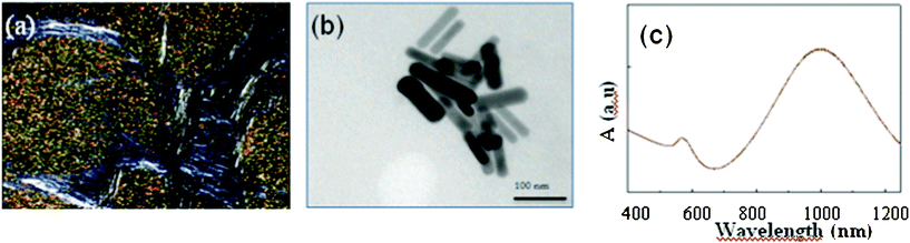 Gold nanorods induced by radiolysis directly in a lamellar mesophase with dw = 12.3 nm, (a) optical texture of the lamellar phase after irradiation between cross polarizers, (b) TEM of the nanorods, and (c) UV-visible absorption spectrum of the nanorods.