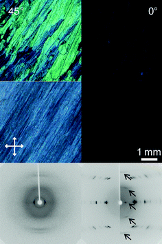 
              Polarized optical microscopy images taken between crossed polarizers of poly(diphenylstannane) prepared by two-step polymerization and oriented by shearing on a glass slide (top row) and by drawing of a blend with UHMWPE (second row), at 0° and 45° angles between the orientation axis of the sample and polarization direction of the light. At the bottom wide angle X-ray diffraction patterns of the oriented materials are shown; left, oriented by shearing; right, by drawing of blends with UHMWPE. Arrows indicate signals attributed to the polystannane, whereas the other signals originate from UHMWPE; orientation direction vertical.