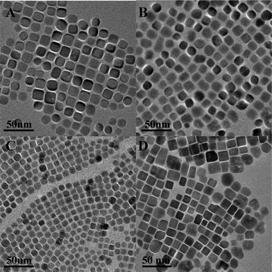 
          TEM images of PbS NCs by changing the concentration of PbAc2: (A) 0.008 mol L−1; (B) 0.04 mol L−1; (C) 0.08 mol L−1 and (D) 0.16 mol/L.