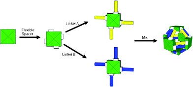 A strategy for self-assembly of protein cages based on the symmetry imparted by the quaternary structure of the protein. In this case the assembly of a cubic cage based on a tetrameric protein is illustrated.