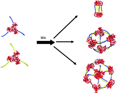 Cage structures that could be formed by the assembly of KDPG aldolase trimers (red) equipped with complementary coiled-coil linker domains (blue and yellow).