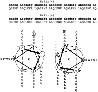 Design of hetero-dimeric antiparallel coiled-coil linker domains. Each domain was designed to encompass six heptad repeats with an antiparallel orientation being enforced by a “knobs-into-holes” Ile-Ala packing in the hydrophobic core and electrostatic interactions between the ‘e’-‘e`’ and ‘g’-‘g`’ interfaces.