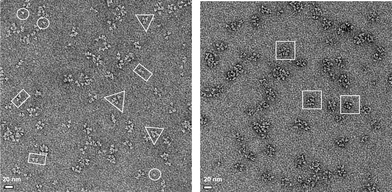 
            TEM images of A-(+) : A-(−) complexes after size exclusion chromatography. Left: representative field of view for proteins complexes eluting with apparent Mr ∼106–5 × 105 Da. Right: representative field of view for proteins eluting with apparent Mr ∼5 × 105–105 Da. Representative structures corresponding to individual A-(+) or A-(−) trimers are circled; structures with morphologies consistent with “collapsed” dimeric, tetrameric and octameric complexes are indicated by rectangles, triangles and squares. Samples were prepared by negative staining with uranyl formate.